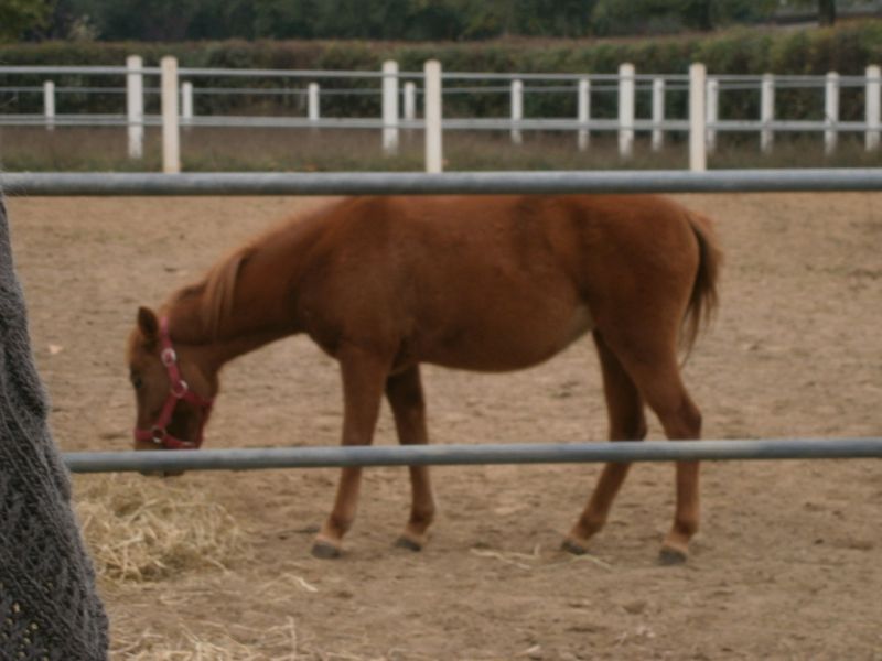 Melina un pony